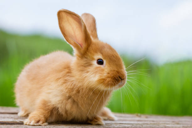 istock fluffy funny ginger rabbit on a background of green nature, 1307795774