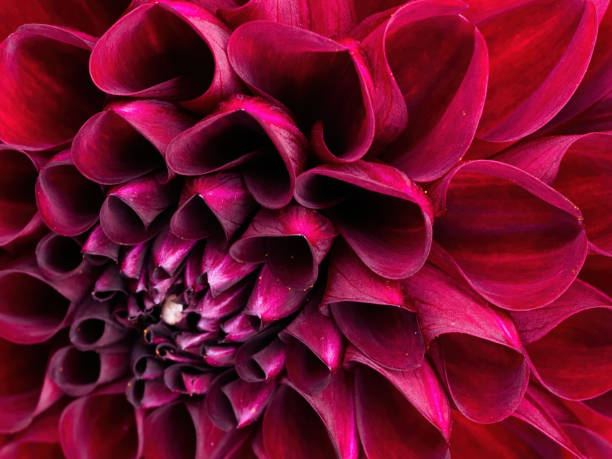 istock macro of red dahlia 1307796005