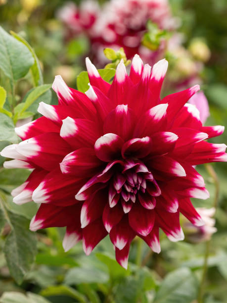 istock macro of red and white dahlia 1307796332
