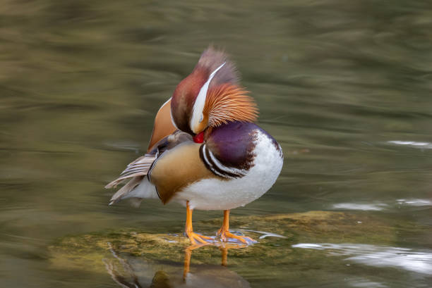Beautiful mandarin drake