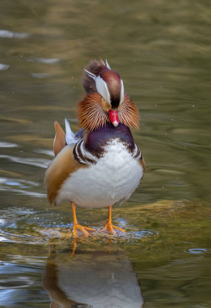 istock Beautiful mandarin drake 1307800150