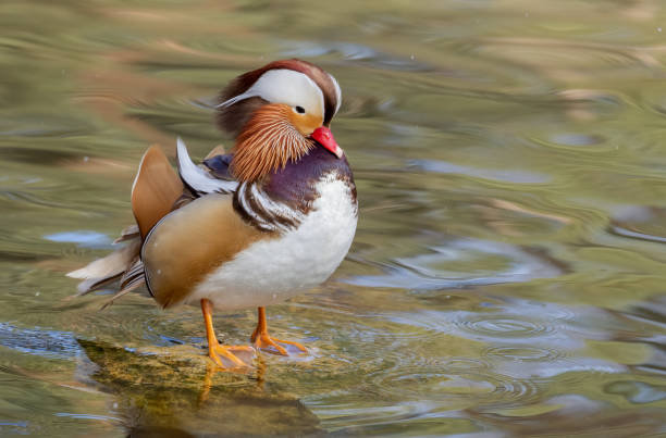 istock Beautiful mandarin drake 1307800156