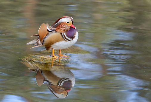 Beautiful mandarin drake standing on a stone in a pond. The