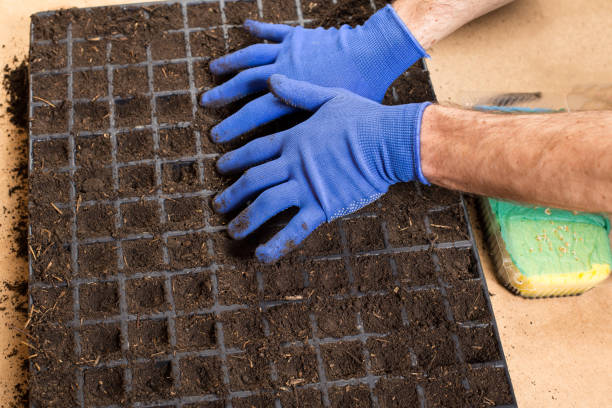 istock Seeding seeds in the plastic cells. Using plastic trays for growing 1307802857