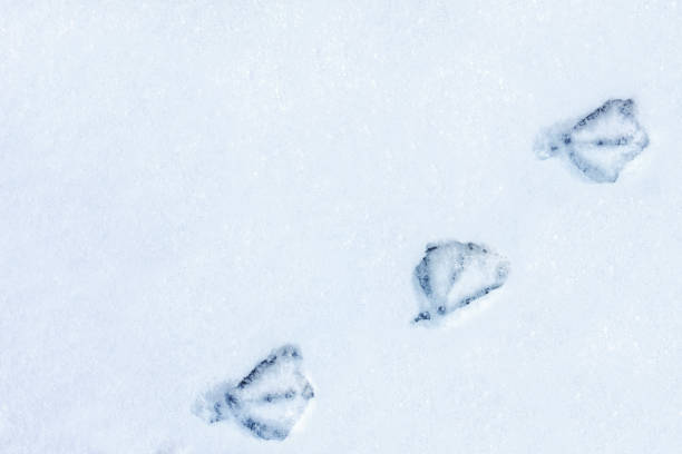 istock Three tracks from duck paws were imprinted on a snowy surface on the right side of the image diagonally from the bottom up. 1307803367