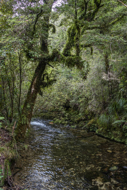 istock Waikoropupu River at Pupu Hydro Walkway 1307804635