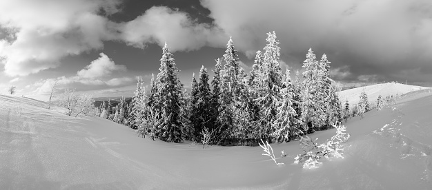 Grayscale. Winter calm mountain landscape with beautiful frosting trees and snowdrifts on slope (Carpathian Mountains, Ukraine). High-resolution panorama.
