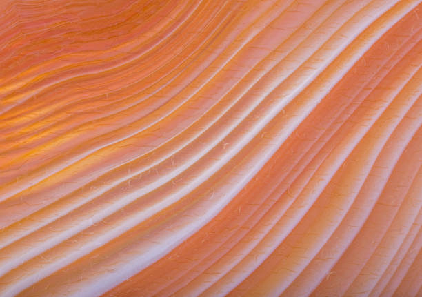 istock fine lines of orange and white agate structure 1307805769