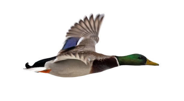 istock mallard duck drake with green head on white in flight 1307805865