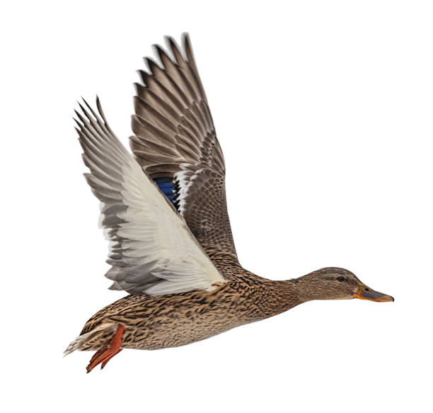 istock mallard brown duck in flight isolated on white 1307805870