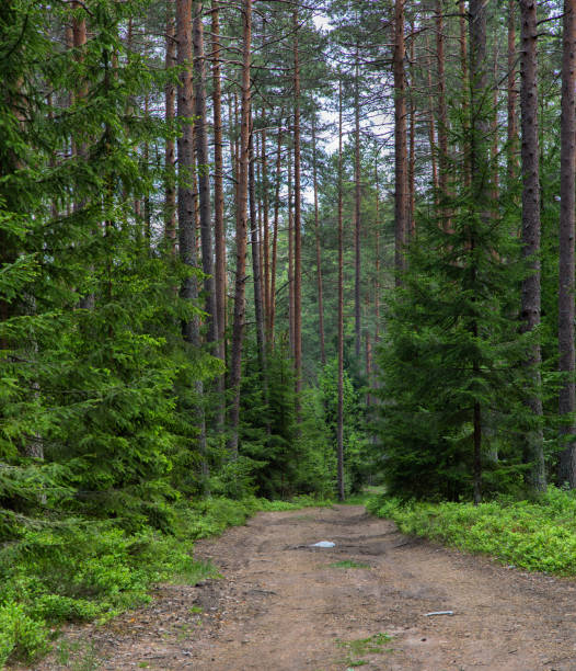 istock path to dark green fir forest 1307805876