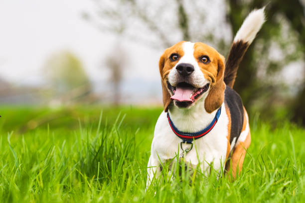 istock Beagle runs on a meadow with tongue out. 1307806512