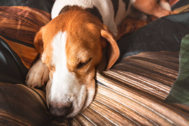 istock A beagle adult dog sleeping on a cozy bedding. 1307806667
