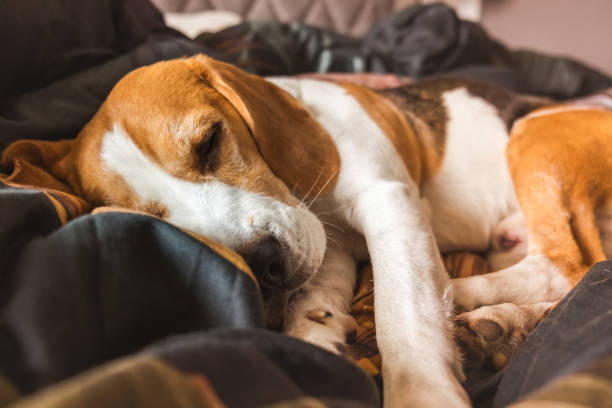 istock A beagle adult dog sleeping on a cozy bedding. 1307806672