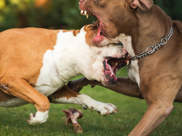 dois cães amstaff terrier lutando por comida. comportamento agressivo de cachorro jovem e velho. - pit bull terrier - fotografias e filmes do acervo