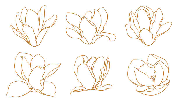 ilustraciones, imágenes clip art, dibujos animados e iconos de stock de conjunto de cogollos de magnolia en flor en color dorado. - magnolia southern usa white flower