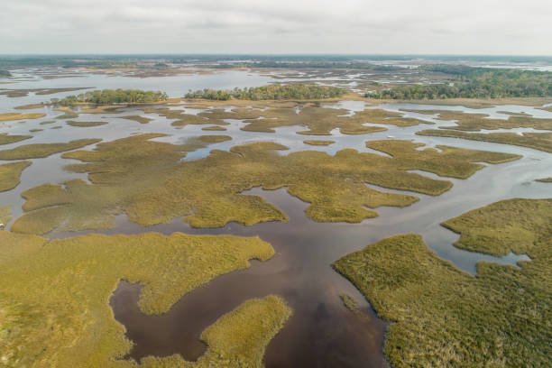 istock Aerial View of Wide-Ranging Florida Marsh 1307806983