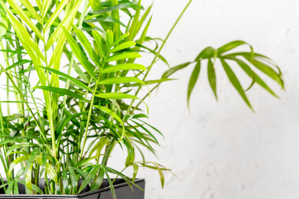 istock Chamaedorea elegans or Parlour Palm house plant 1307807730