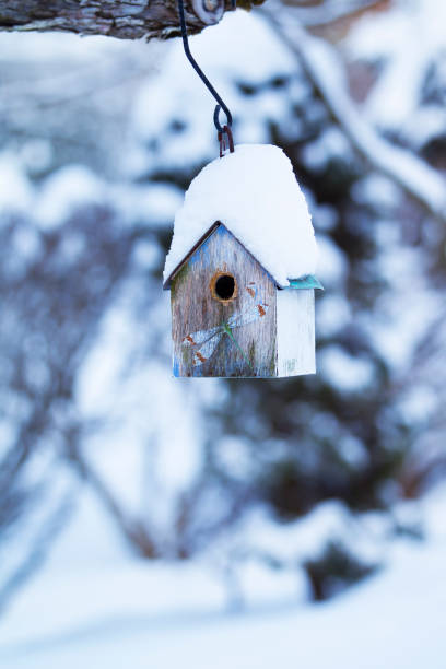 istock Bird house with snow in winter 1307808824