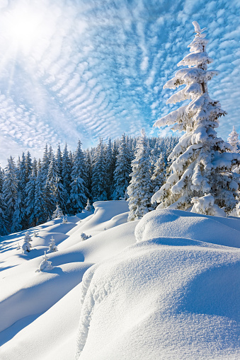 Digitally generated idyllic and relaxing winter landscape with fresh snow covered trees.The scene was created in Autodesk® 3ds Max 2024 with V-Ray 6 and rendered with photorealistic shaders and lighting in Chaos® Vantage with some post-production added.