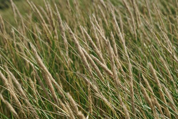 istock green marram grass on a dune in Jutland, Denmark - closeup 1307810497