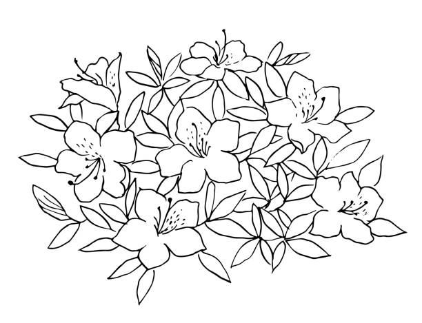 철쭉 라인 아트 - azalea stock illustrations
