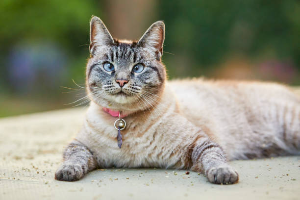 Happy lynx point or Siamese tabby cat with crossed blue eyes sits on the floor sprinkled with catnip Happy lynx point or Siamese tabby cat with crossed blue eyes sits on the floor sprinkled with catnip siamese cat stock pictures, royalty-free photos & images