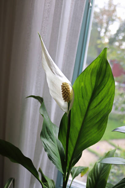 istock Vertical photo of a white peace lily blossom 1307812008