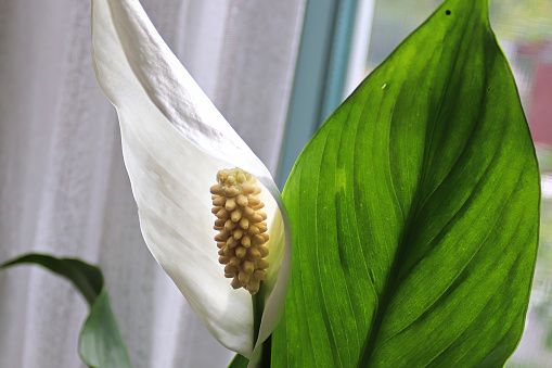 A peace lily growing beside a window.