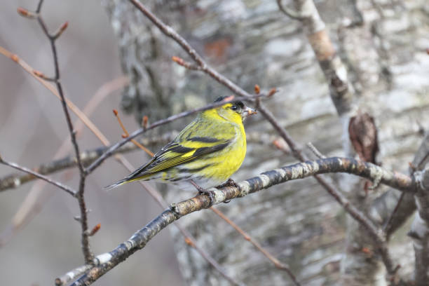 Pictured eurasian siskinon the branch of tree.