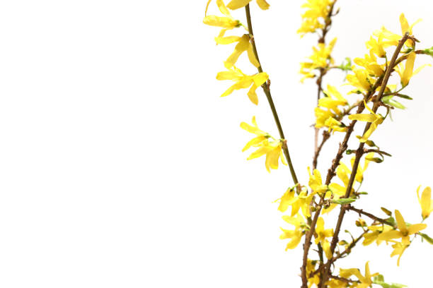 Pictured golden bell flower with its branch in a white background.
