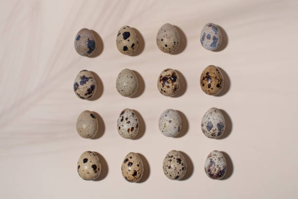 istock Quail eggs on beige background with palm leaf shadow. 1307813783