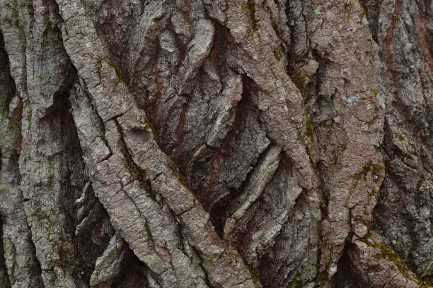 Photo of Eastern cottonwood bark, horizontal