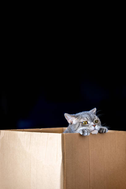 istock British shorthair cat in a cardboard box 1307815986