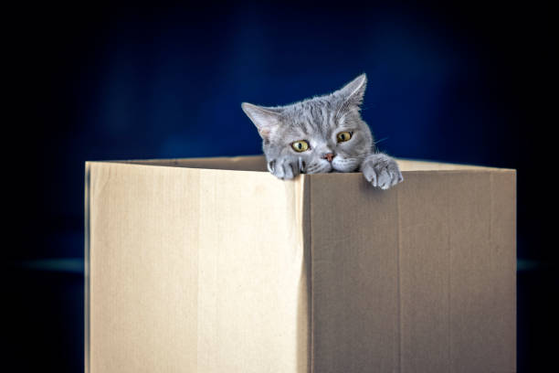 istock British shorthair cat in a cardboard box 1307815988