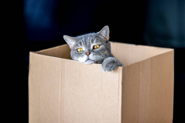 istock British shorthair cat in a cardboard box 1307816064