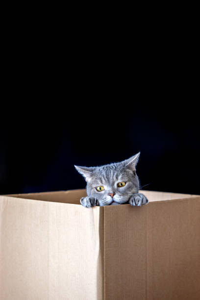istock British shorthair cat in a cardboard box 1307816141