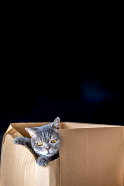 istock British shorthair cat in a cardboard box 1307816142