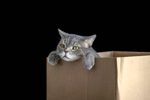 istock British shorthair cat in a cardboard box 1307816226