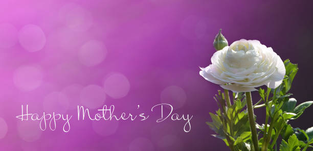 istock Happy Mothers Day card with white ranunculus flower 1307820036