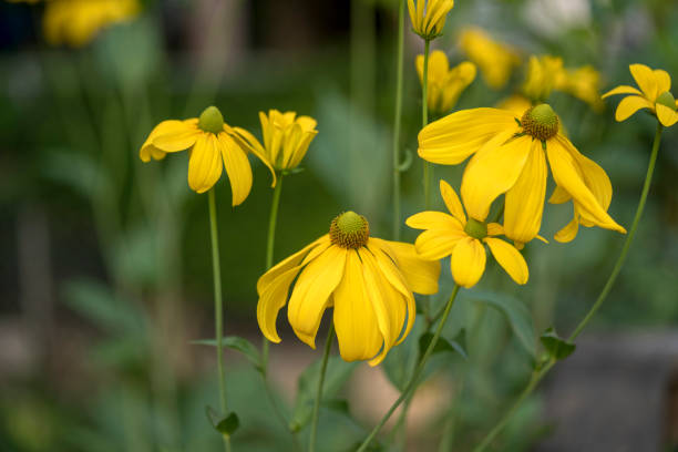 istock Yellow coneflowers, close-up 1307820911