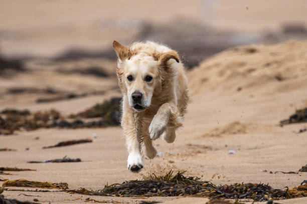 istock Golden Retriever Dog running on beach 1307822843