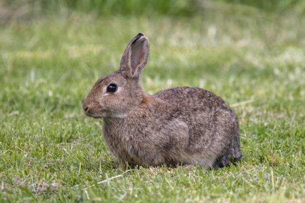 istock Australian Feral Rabbit 1307822861