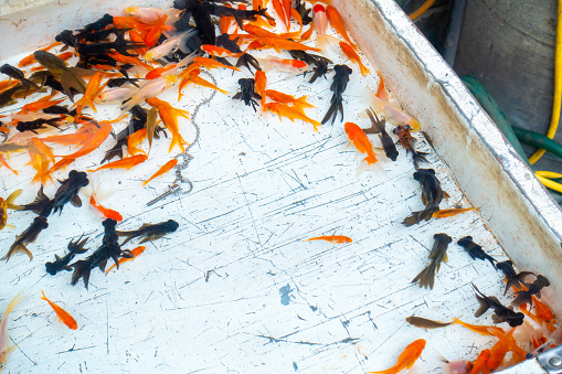 Image of goldfish scooping. Image of the festival.