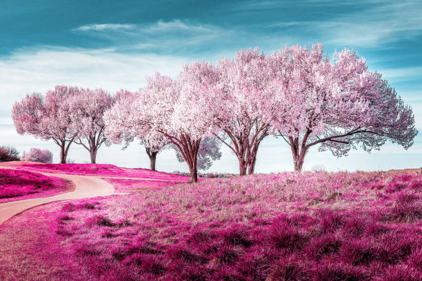 istock White blooming Bradford pear trees in Texas, spring has sprung 1307826111