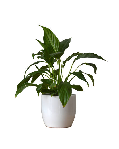 istock Peace lily (Spathiphyllum) in pot isolated on white background 1307826142