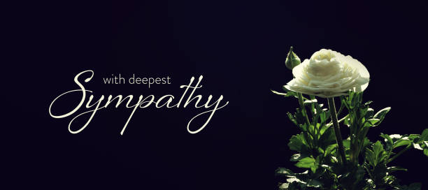 istock Sympathy card  white ranunculus flower on dark background 1307826165