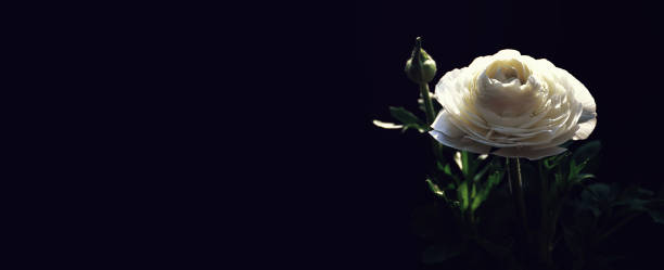 istock Sympathy card with white ranunculus flower on dark background with copy space 1307826176