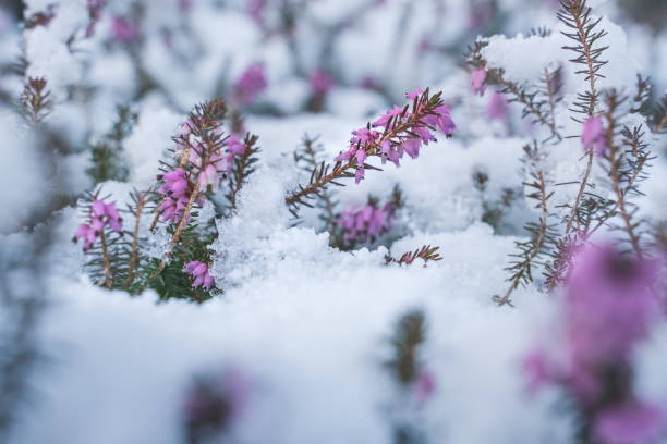 Springtime meeting winter, spring heath covered by fresh snow, Austria Springtime meeting winter, purple spring heath covered by fresh snow, Austria erica flower stock pictures, royalty-free photos & images