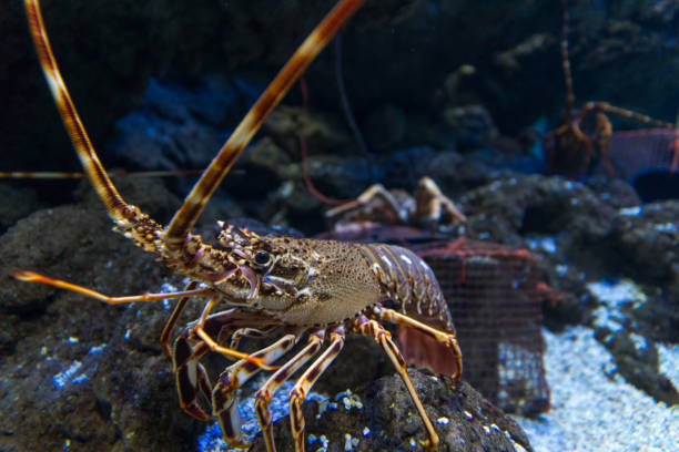 istock live lobster close-up 1307828119